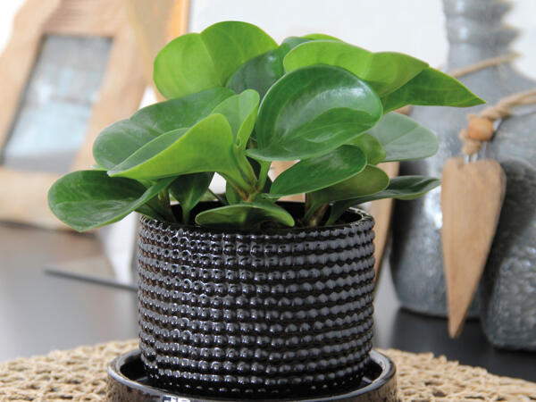 Peperomia i keramik