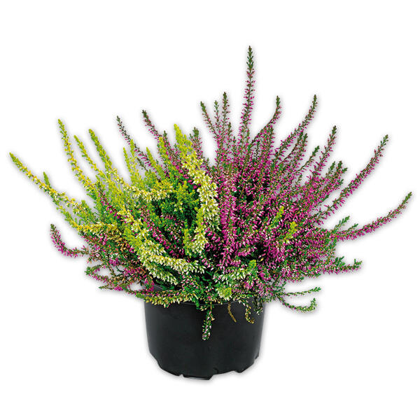 Heidekraut Calluna Twins