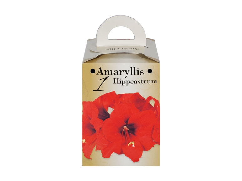 Amaryllis Growing Kit