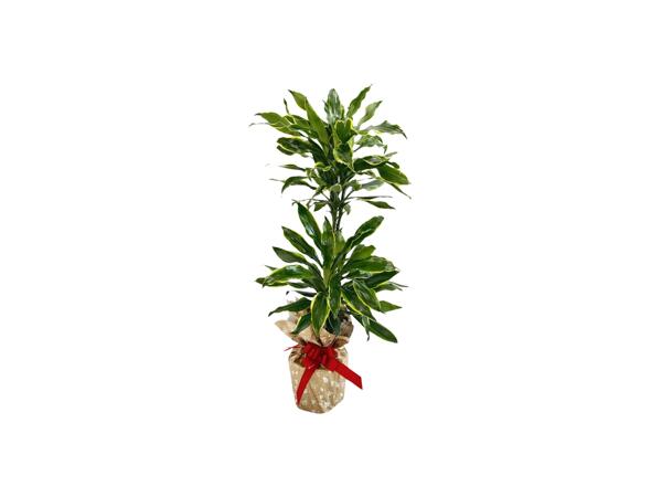 Green Plants