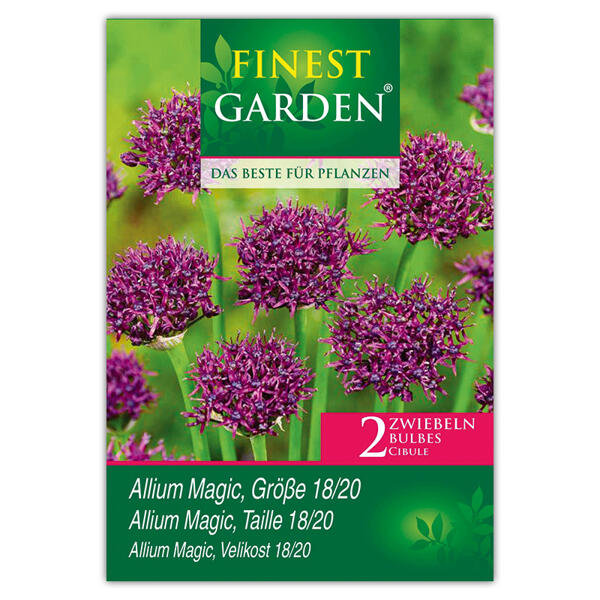 Allium Blumenzwiebeln