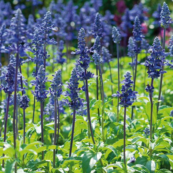 Salvia