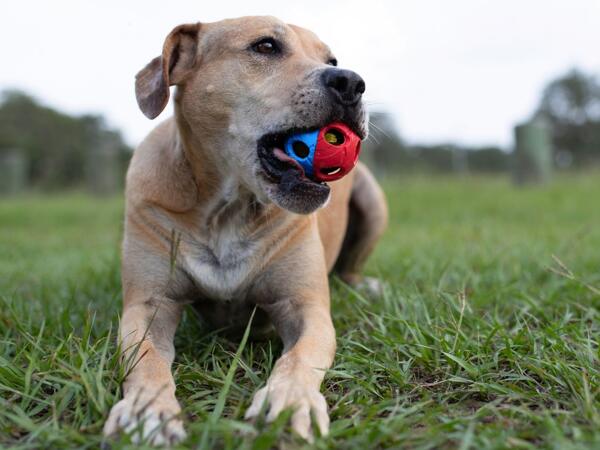 Nerf Dog Toys