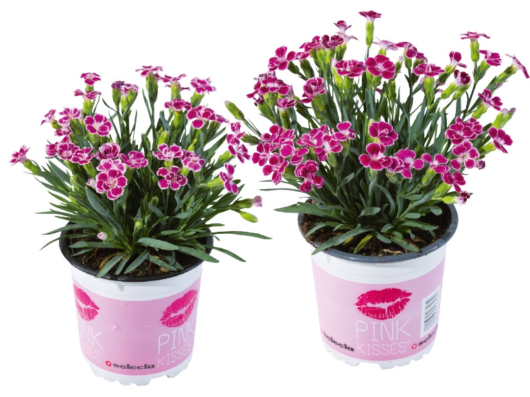 Dianthus Nelke