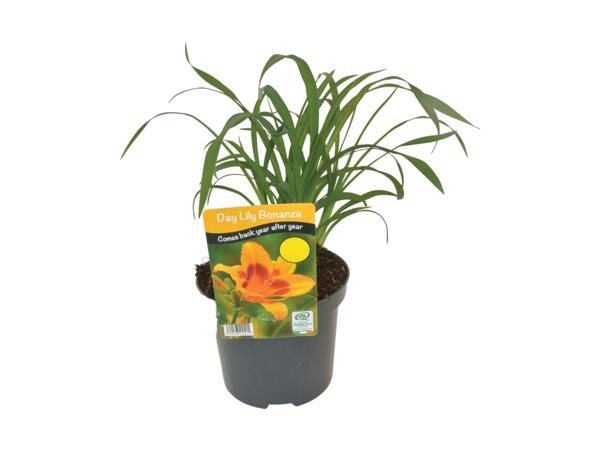 Daylily