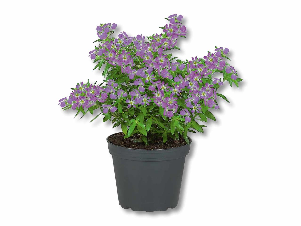 Myrte en pot