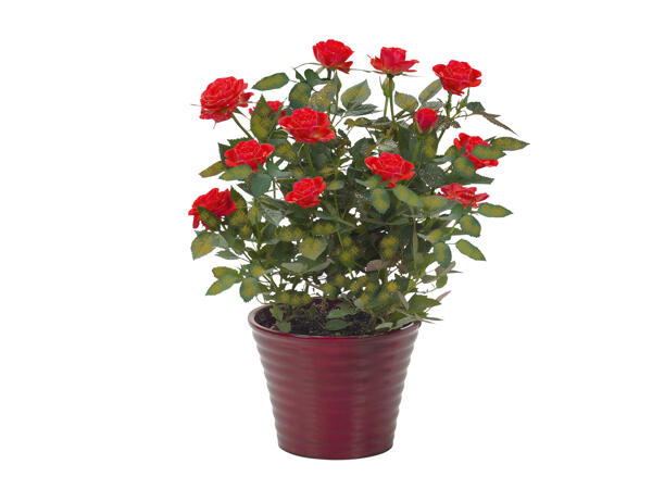 Standard Rose