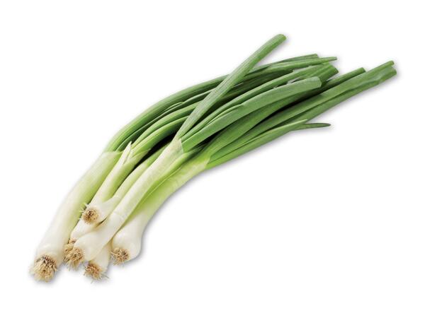 Forårsløg