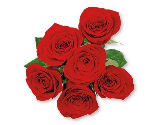 6 Stem Rose Bouquet Assorted Colors