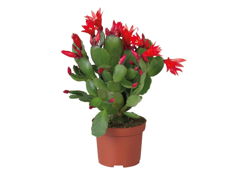 Christmas Cactus