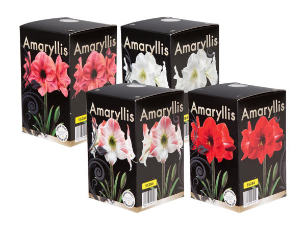 Amaryllislök