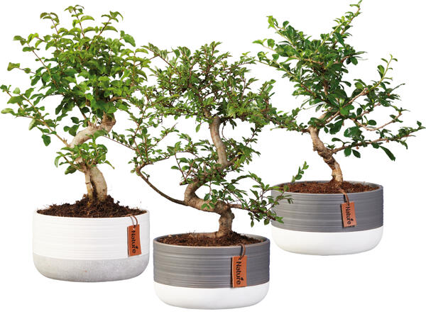 Bonsai in Trendschale