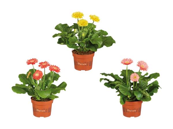 Gerbera