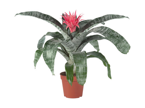 Broméliacée (Aechmea Primera)