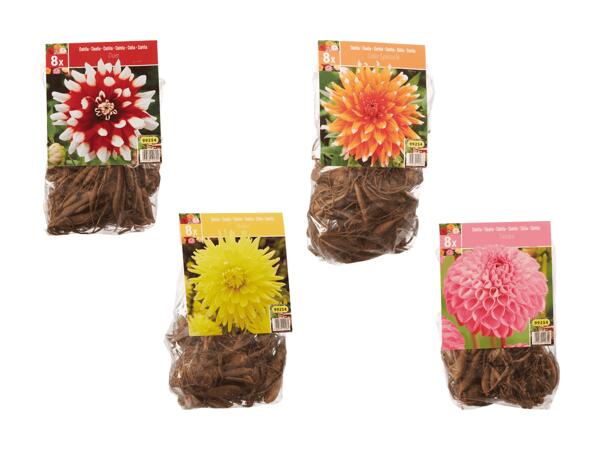 Tubercules de dahlias