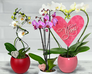 Exklusive Orchidee