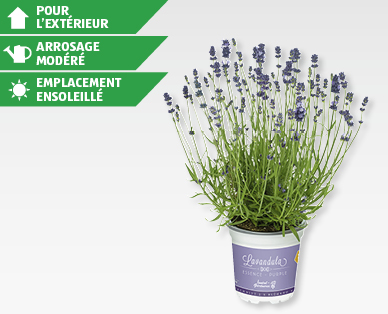 Lavande vraie (Lavandula angustifolia) GARDENLINE(R)