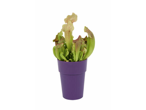 Plante carnivore
