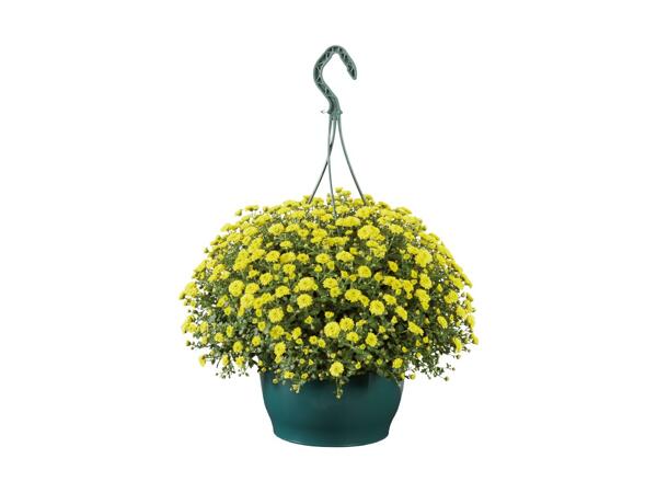 Krysantemum "Skyfall"