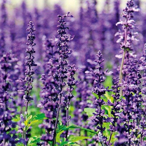 Lavendel