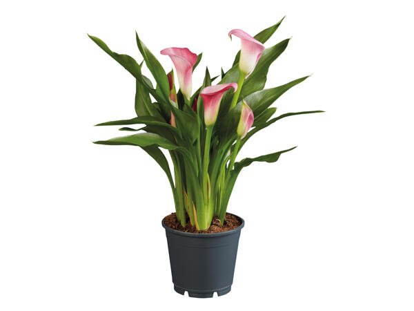 Assorted Calla Lilies