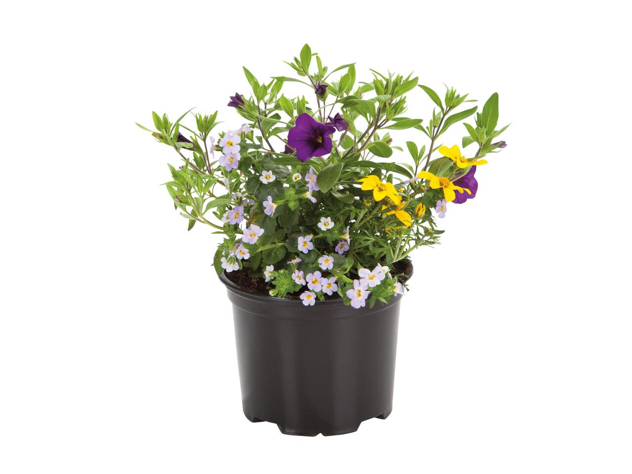 Flowering Plant Trio1