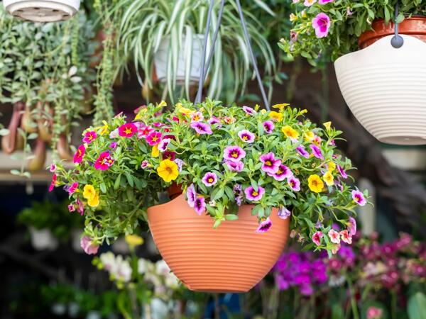 Mixed Hanging Basket