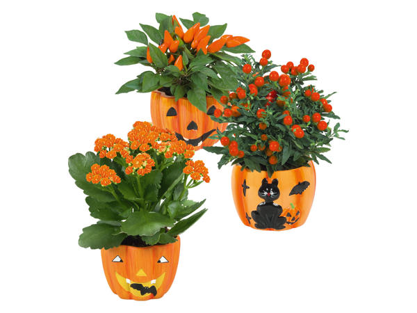 Pumpkin Plant
