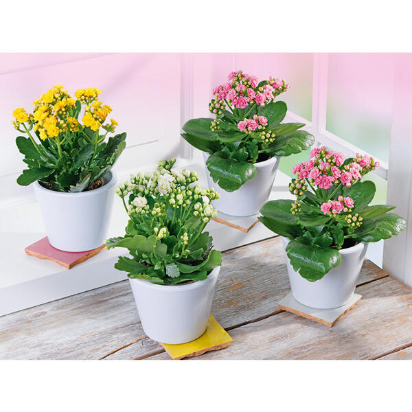 Oster Kalanchoe