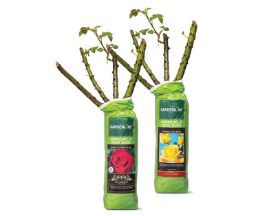Gardenline Jumbo #1 Rose Bush