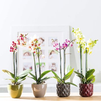 Orchidée