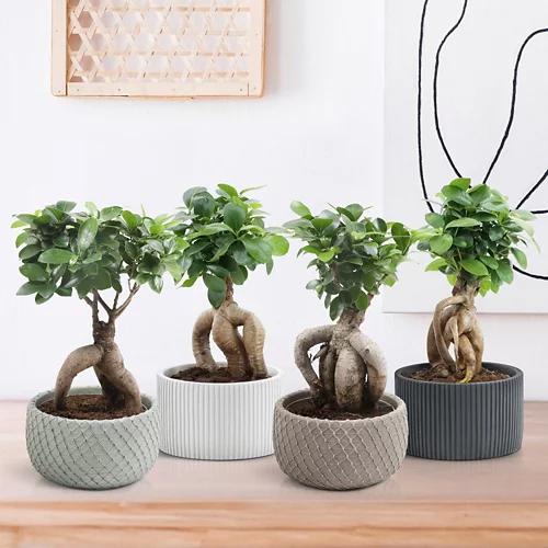 Bonsai in Schale