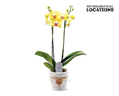 5" Easy Orchid Assorted Colors