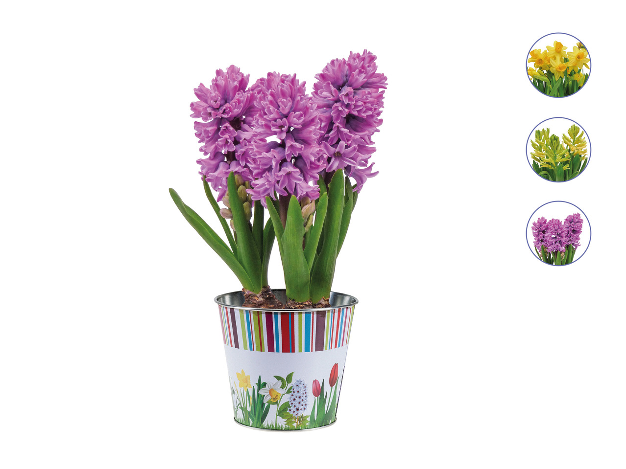 Potted Spring Bulbs1