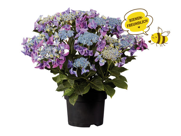Gartenhortensie