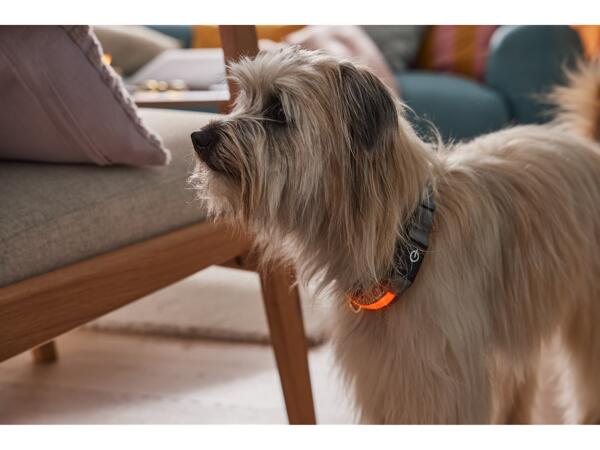 LED Dog Band / LED Dog Collar