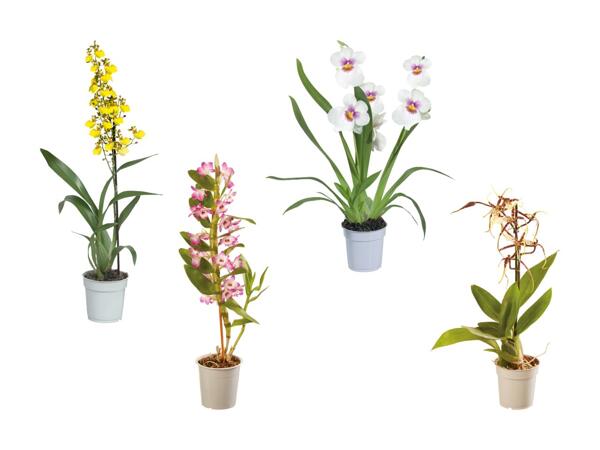 Mélange d'orchidées