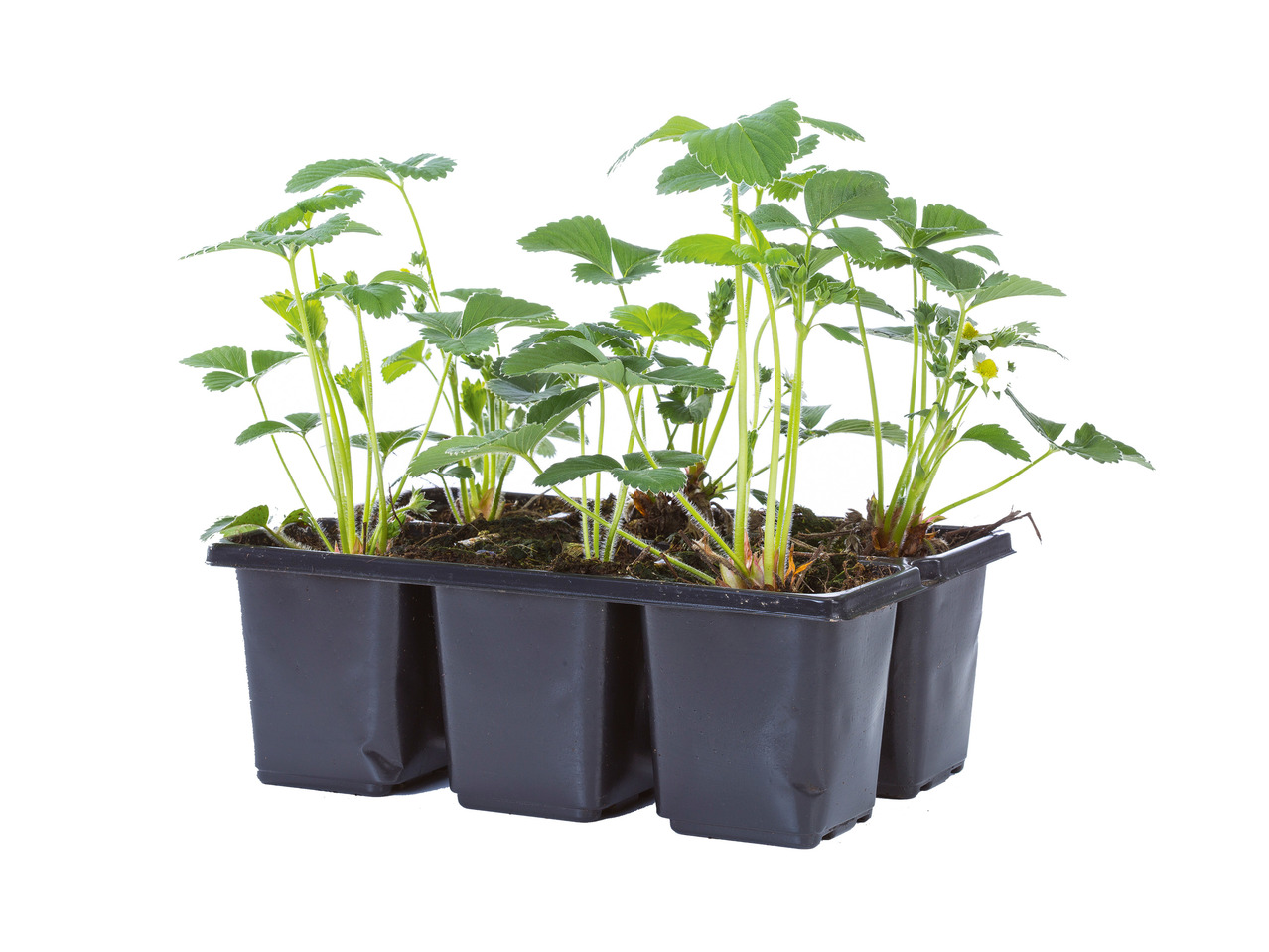 Strawberry Plants1
