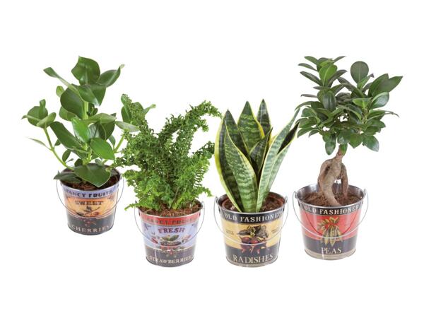 Green plants