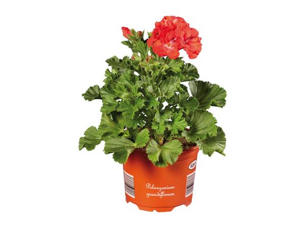 Geranium Grandiflorum