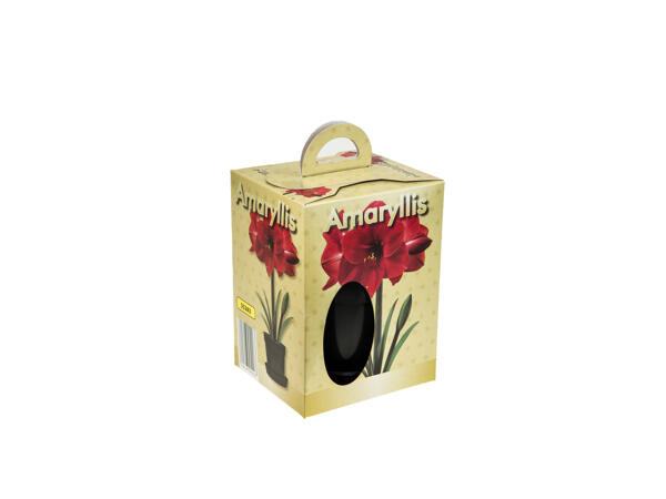 Grow Your Own Amaryllis