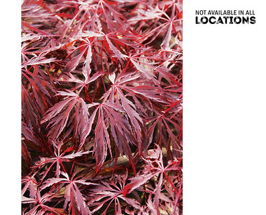 Japanese Maple Tree