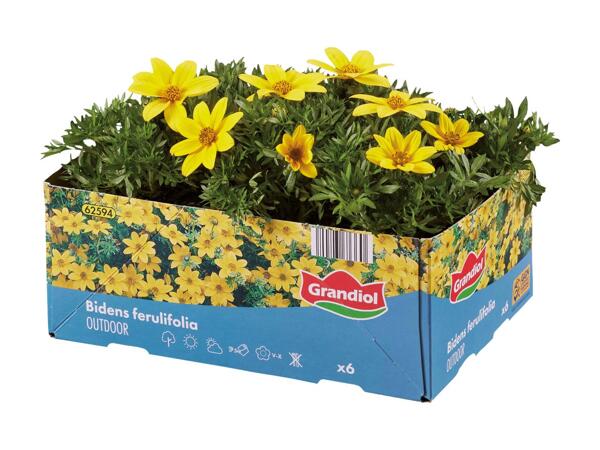 Bedplanter i 6‘er bakke