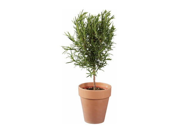Italian Herb Tree in Terracotta Pot
