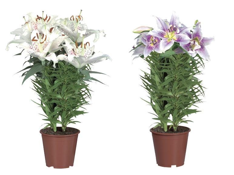 Oriental Lilies