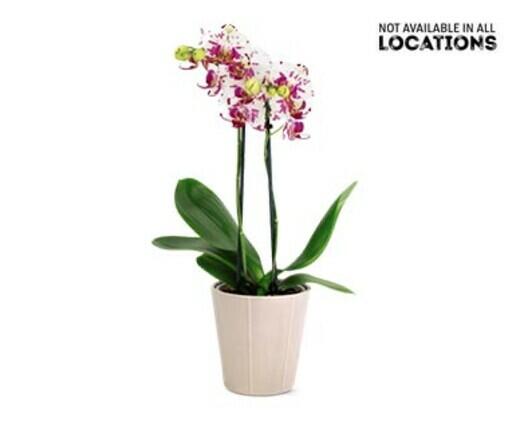 5" Easy Orchid Assorted Colors