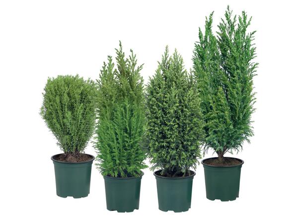 Conifers Mix