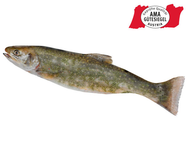 Holzinger Fisch Frischer Saibling