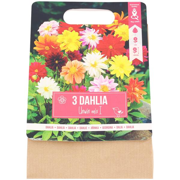 Dahlia bloembollen