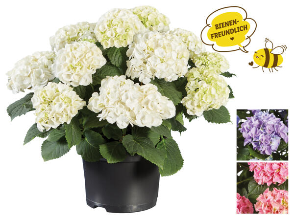 Gartenhortensie (Ballenoder Tellerhortensie)